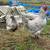 Chickens Roosters Downsizing ASAP 8 thumbnail