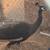 Peacocks 3 thumbnail