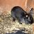 Rehoming pet rabbits 4 thumbnail