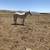 horses for sale 5 thumbnail