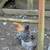 Chicks 1 thumbnail