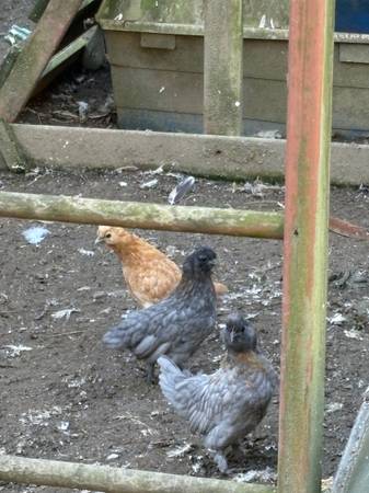 Chicks 1