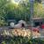 Muscovy Ducklings 1 thumbnail
