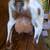 Mini Lamancha - Nigerian Dwarf goats 14 thumbnail