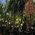 Queen palms 4 thumbnail