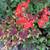 VANCOUVER SPECIALTY GERANIUM HOUSEPLANT-Large Bushy Mature Plants 1 thumbnail