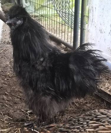 Black Silkie Rooster 1