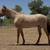 APHA Filly 2 thumbnail