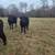 4 Black Angus Heifers 11 thumbnail