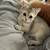Cat food 5 thumbnail