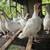 Turkeys 1 thumbnail