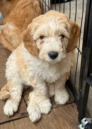 Buscando un nuevo hogar para estos cachorros (Palo Alto)
