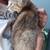 Free kittens in Snyder 1 thumbnail