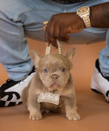 Frenchies available63736084891907123