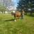 Draft-type Haflinger Horse 7 thumbnail