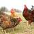 Swedish Flower Hens – Rare & Colorful Layers – 10 Months Old 3 thumbnail