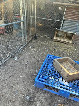 Plastic Pallets 1