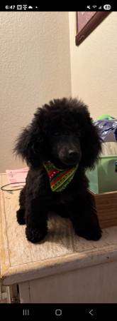 toy poodle puppy 1