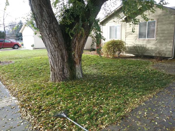 Fall cleanups 1