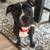American Bully/Pit 2 thumbnail