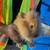 Young Flemish Giant & Lionhead Rabbits 5 thumbnail
