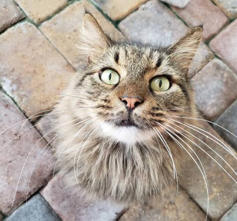 Kitty for adoption63682104496641120