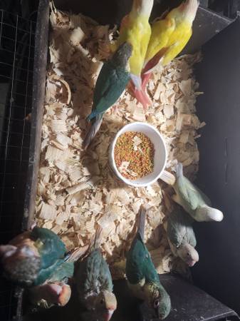 Green Cheek Conure Babys (Brooklyn)63690154266113122