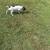 GermannShorthaired Pointer Pups 3 thumbnail
