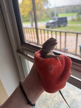 Young bearded dragon 1