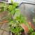 Raspberry plants 2 2 thumbnail