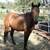 Gelding 1 thumbnail