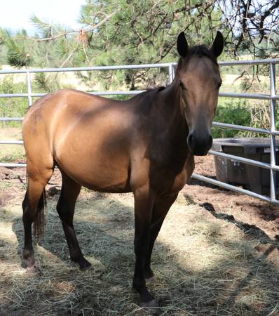 Gelding 1