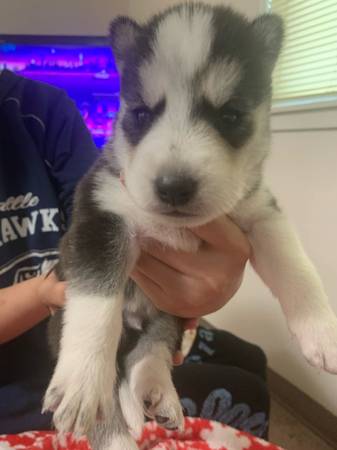 Cachorros de Husky Siberiano (Seattle)63870900832131120