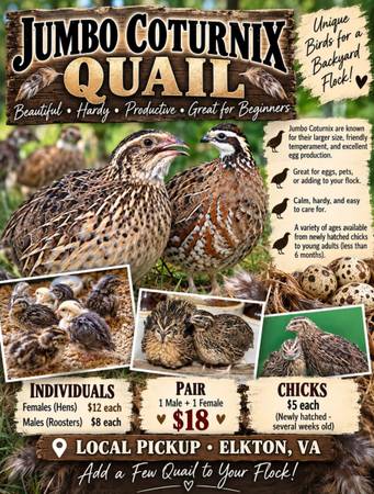cornix quail 1