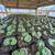 Warrenton Plants Nursery Nurseries 21 thumbnail