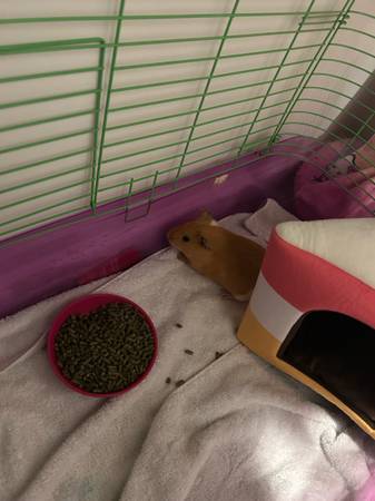 Guinea pigs (Willow Spring)63348368916099123