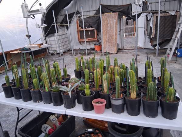 San Pedro 1