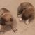 Husky/pitbull puppies 10 thumbnail