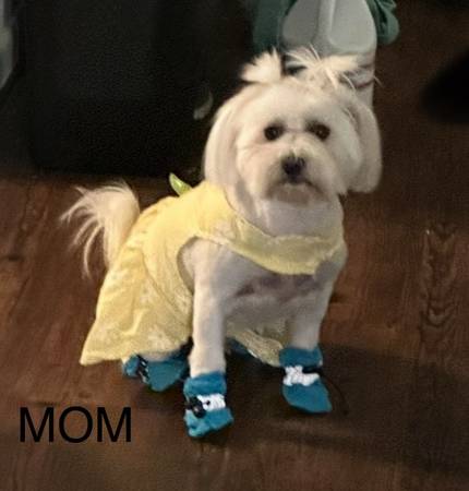 Morkie Puppies For Rehoming Arlington, TX64311416750721124