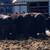 Registered, DNA Tested, Parent Verified, Fullblood Aberdeen Angus 5 thumbnail