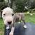 Brindle Pitbull Puppies..50 rehome fee 7 thumbnail