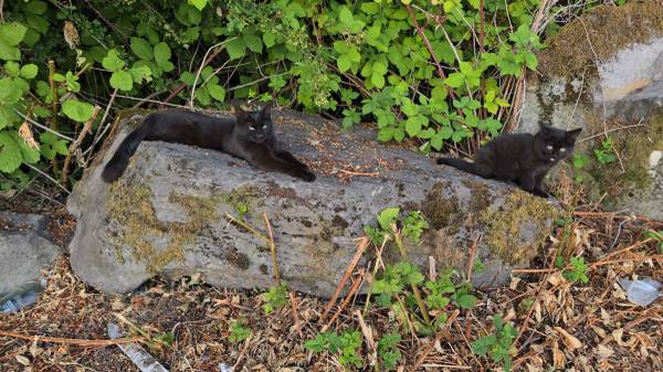Family of Three Friendly Homeless Cats Need Home!63842373821057121