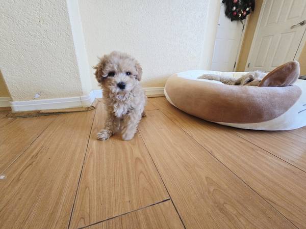 Maltipoo63867198154243120