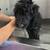 Labradoodles 9 thumbnail