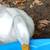 Pekin and Cayuga hens and drakes ducks 5 thumbnail