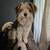 Nassau's ONLY Valet Pet Grooming Service. Pick up- Pamper-Return 2 thumbnail