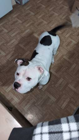 Bully named Kingston 1