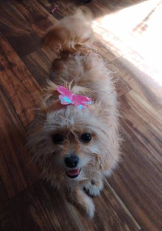 Pomerania (Fountain Inn)63661489969411122