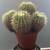 30+ year old multi head Barrel Cactus 4 thumbnail