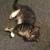 Free Tiny Kittens (5 Total) 4 thumbnail